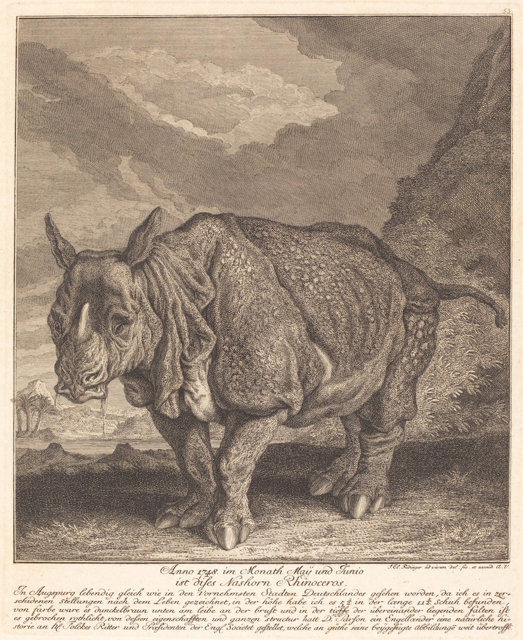 Rhinoceros by Johann Elias Ridinger