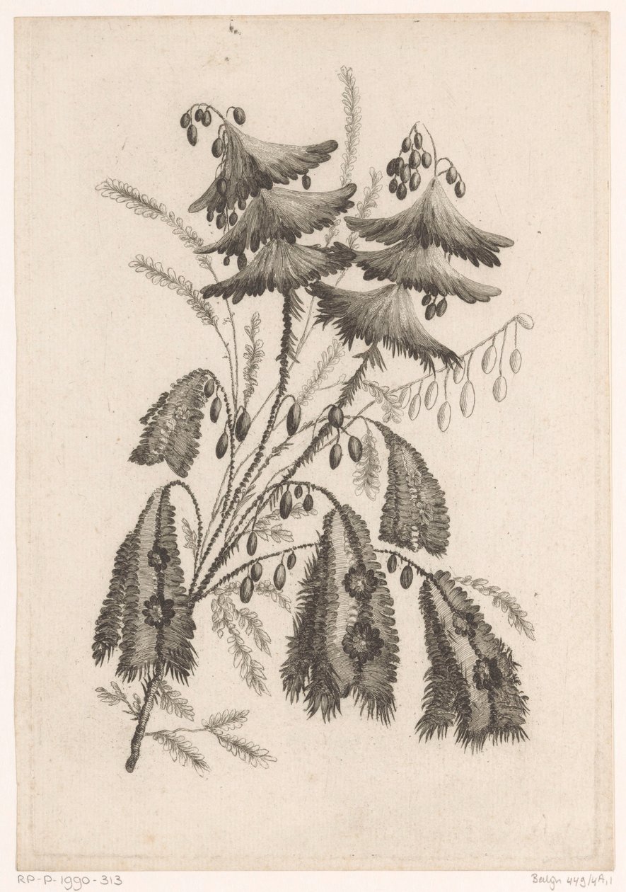 Parasol-like Flowers (Recueil De Nouvelles Fleurs De Goût; Pour la Manufacture des Etoffes de Perse) by Johann Heinrich  Hess