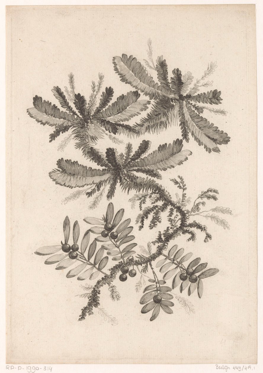 Branches with Berries (Recueil De Nouvelles Fleurs De Goût; Pour la Manufacture des Etoffes de Perse) by Johann Heinrich  Hess