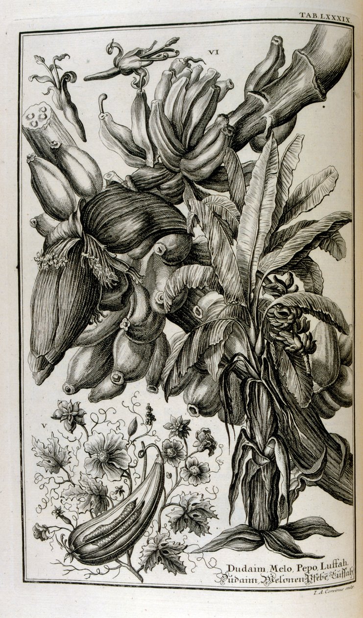 Biblical Plants and Fruits Including Mandrake and Melon by Johann Jakob Scheuchzer