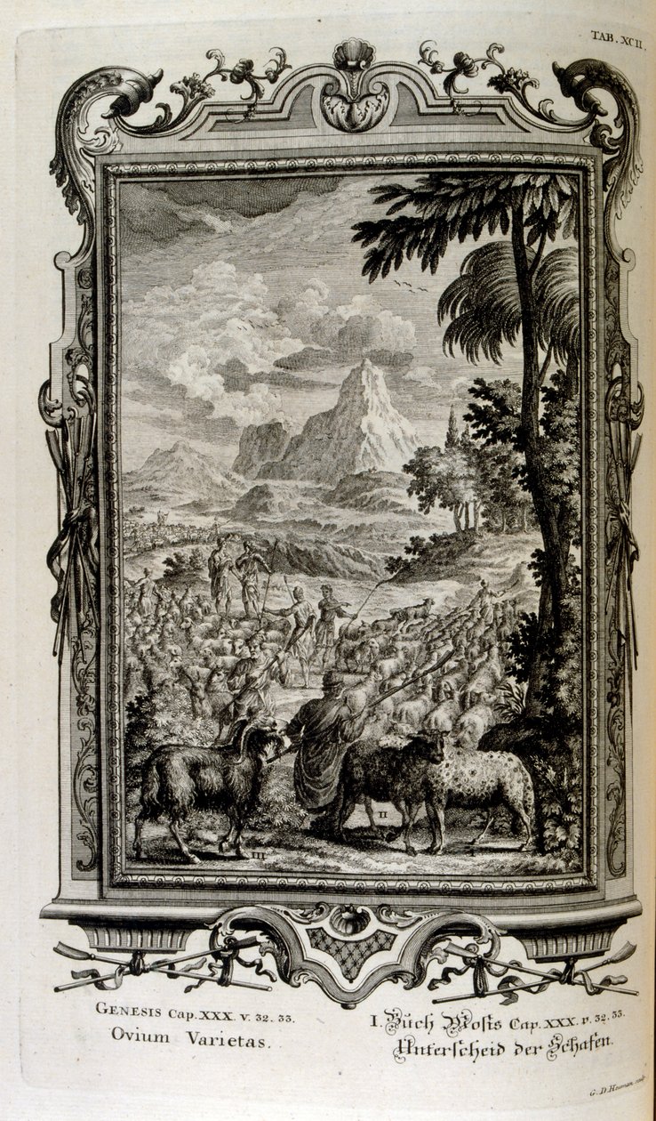 Biblical Varieties of Sheep by Johann Jakob Scheuchzer