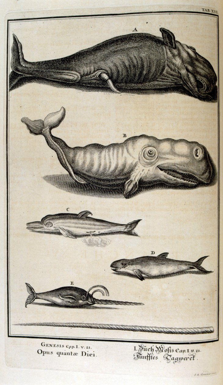 Copperplate Engraving from 