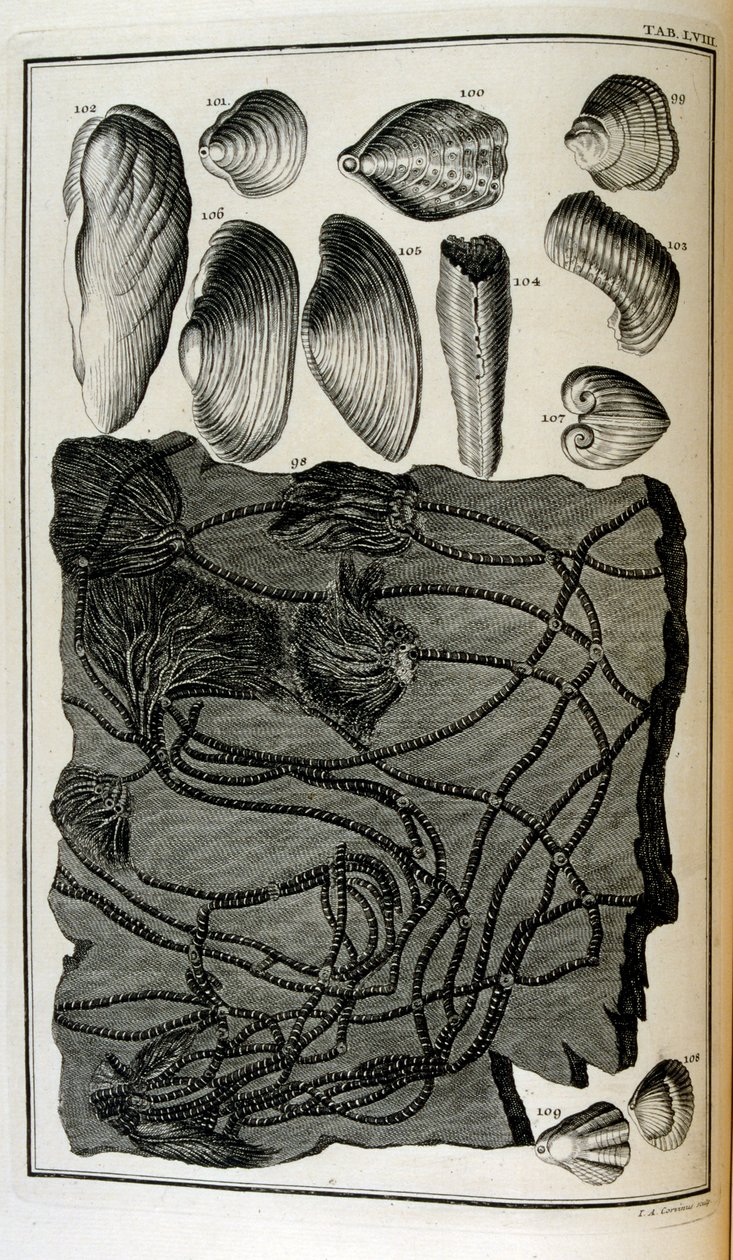 Fossilised bones represented animals destroyed by the great Biblical flood by Johann Jakob Scheuchzer