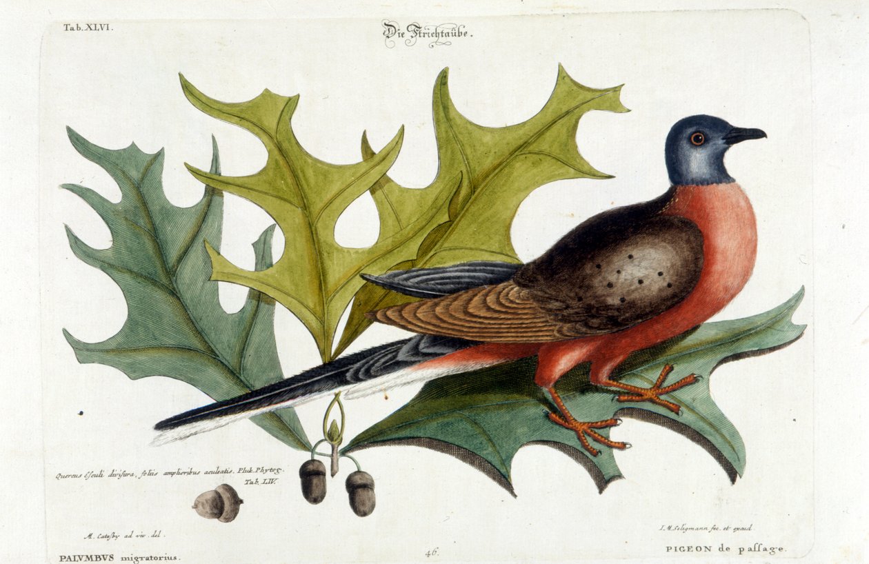 Migratory dove, now extinct. Zoo, Seligman 1749 by Johann Michael Seligmann