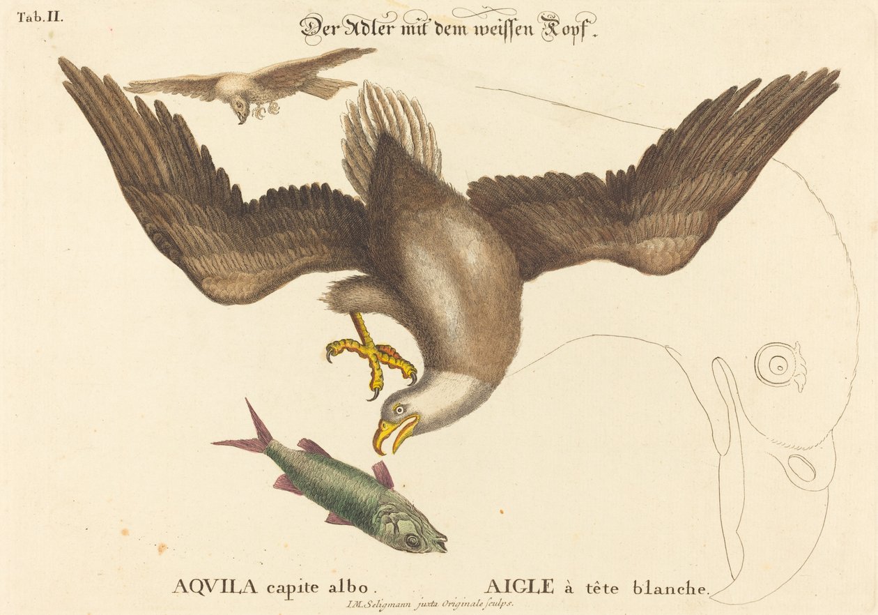 The Bald Eagle (Falco leucocephalus) by Johann Michael Seligmann after Mark Catesby