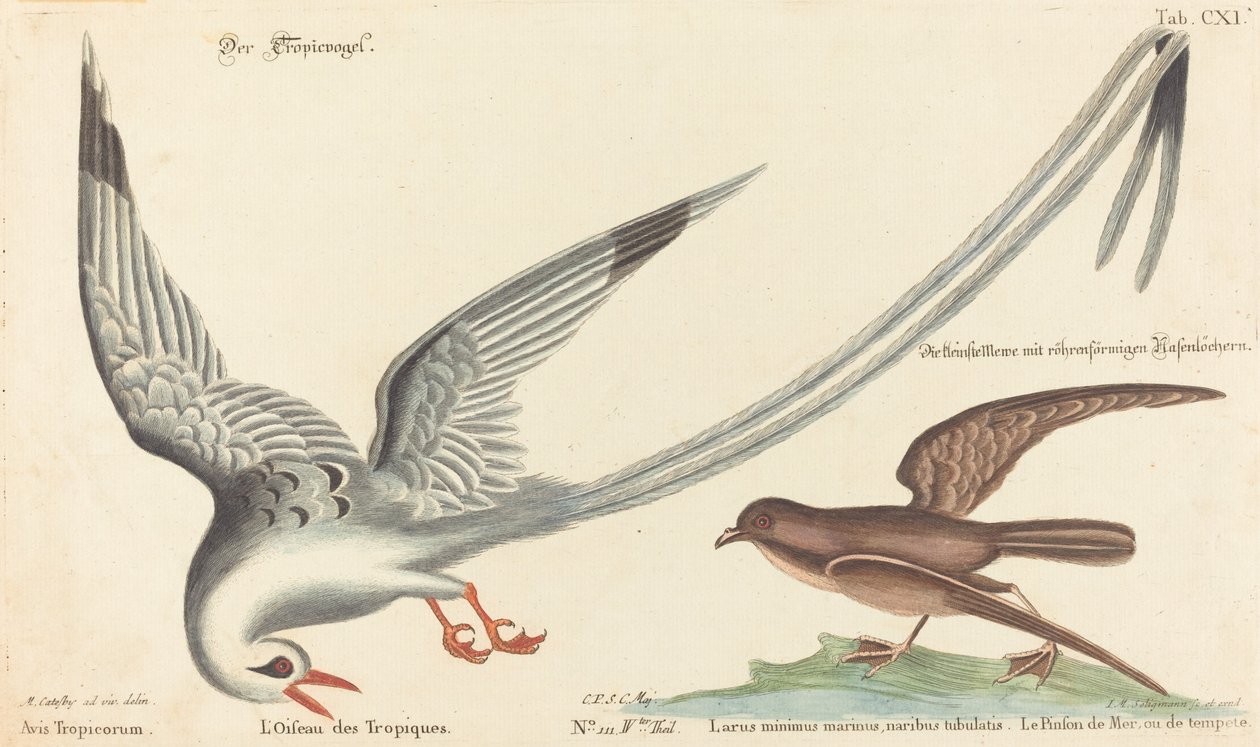 The Tropic Bird by Johann Michael Seligmann after Mark Catesby
