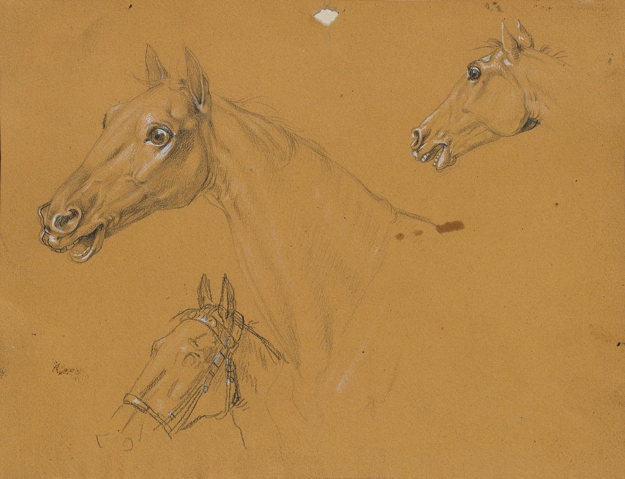 Horse Study for 