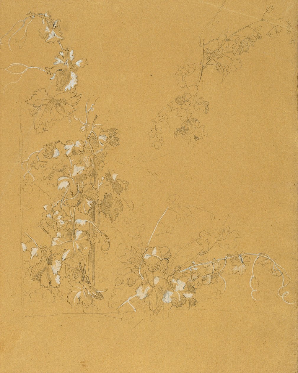 Vine, Study for 