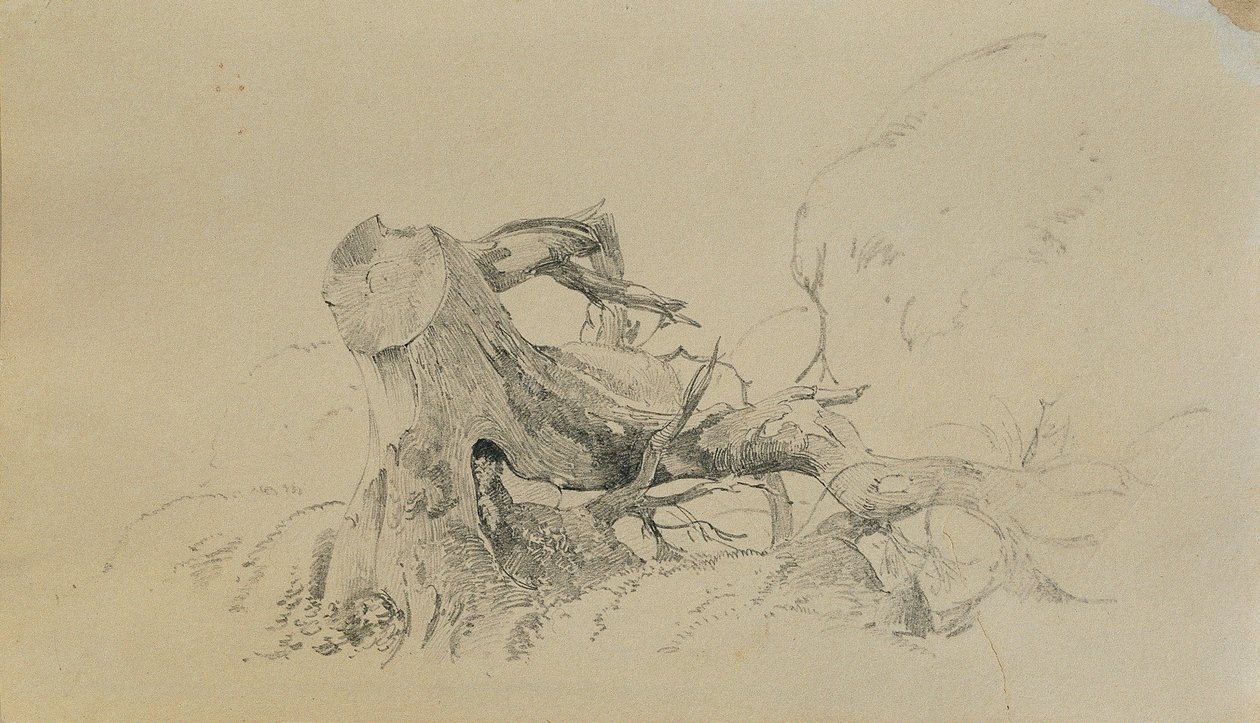 Root System, Fallen Tree by Johann Peter Krafft