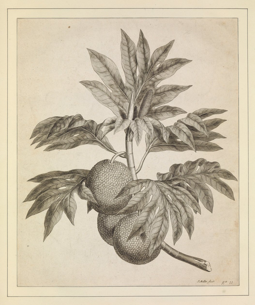 A branch of the bread fruit tree by Johann Sebastien Muller