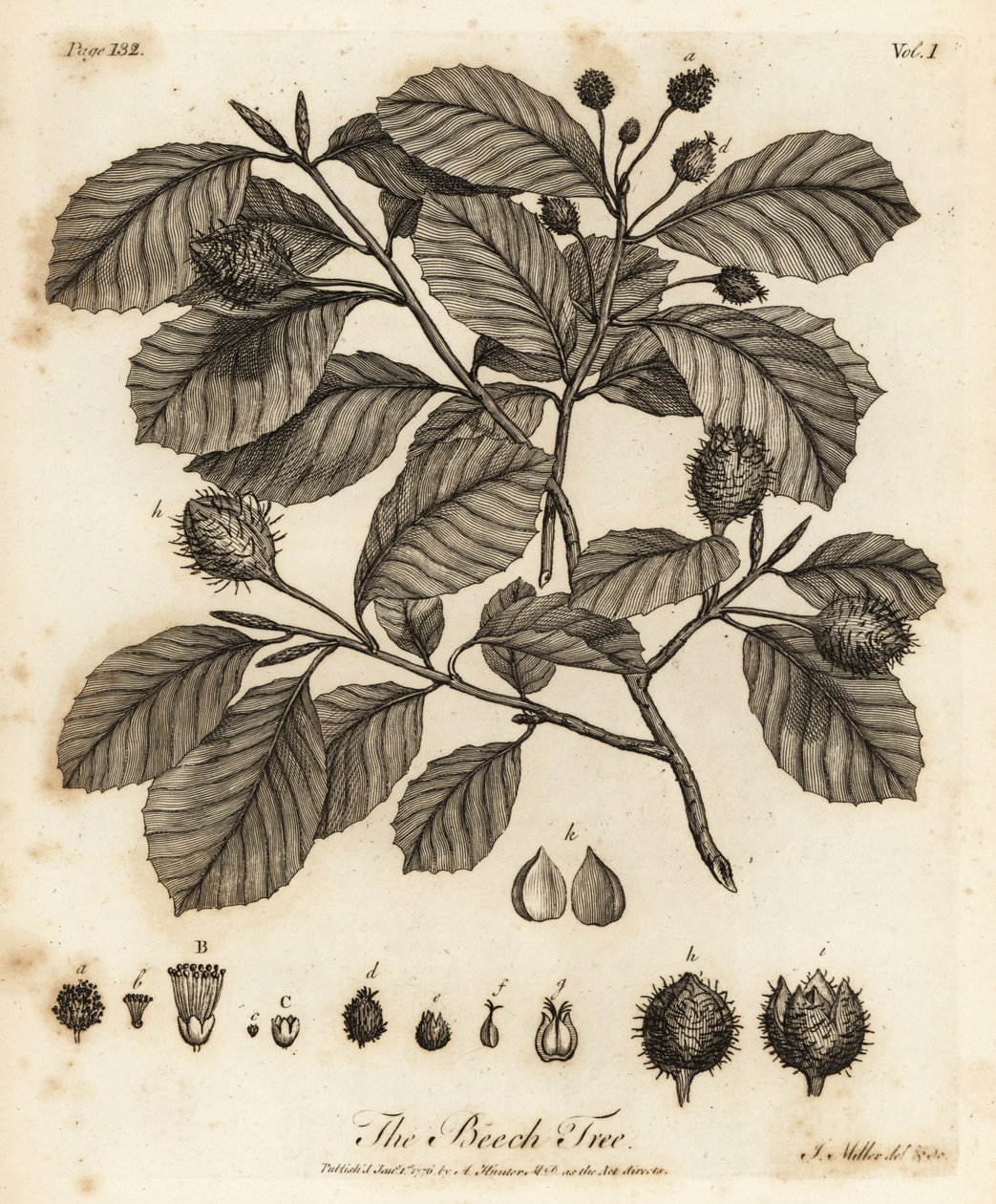 European Beech or Common Beech, Fagus Sylvatica by Johann Sebastien Muller