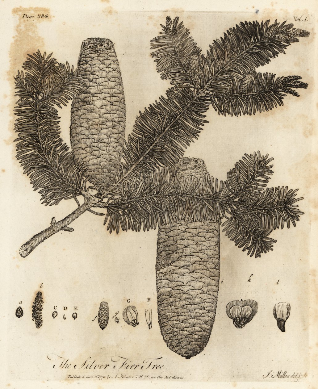European silver fir, Abies alba by Johann Sebastien Muller