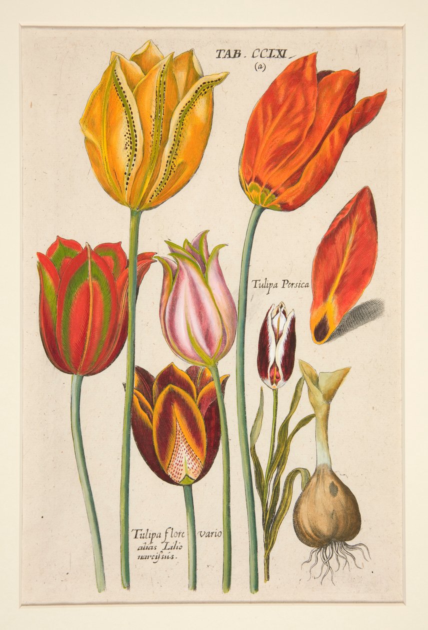 Flower Plate (Tulips), from Florilegium Novum by Johann Theodor de Bry