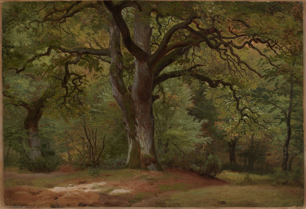 Oak Forest in Solling by Johann Wilhelm Schirmer