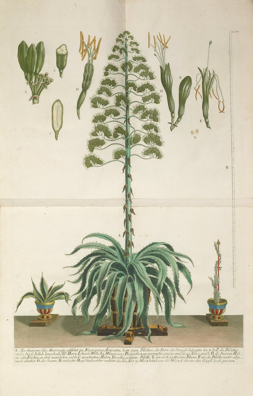 Engraved and Mezzotint Plate of Aloe Americana Folio Mucronato by Johann Wilhelm Weinmann