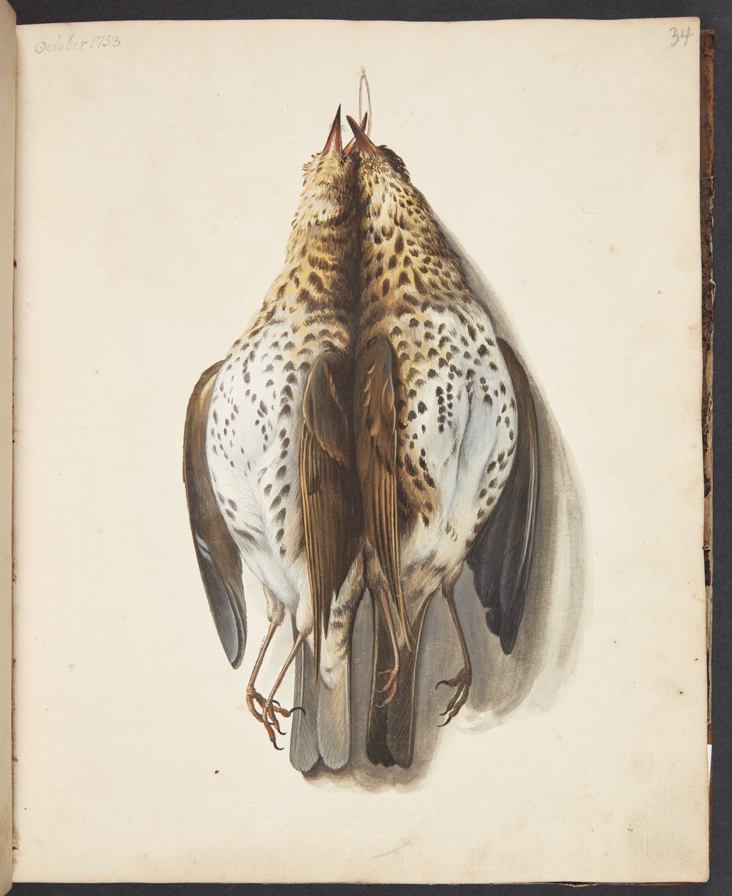 Study of Two Dead Song Thrushes by Johanna Fosie
