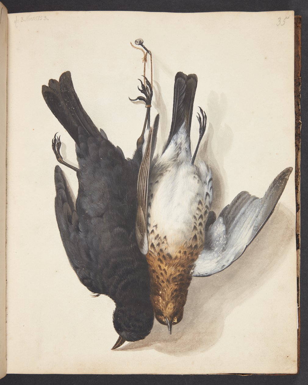 Study of Two Dead Blackbirds, Male and Female, Hung on a Hook by Johanna Fosie