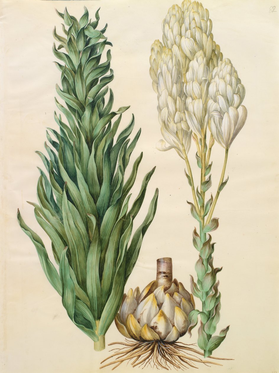 Lilium candidum monstrosum by Johannes Simon Holtzbecher