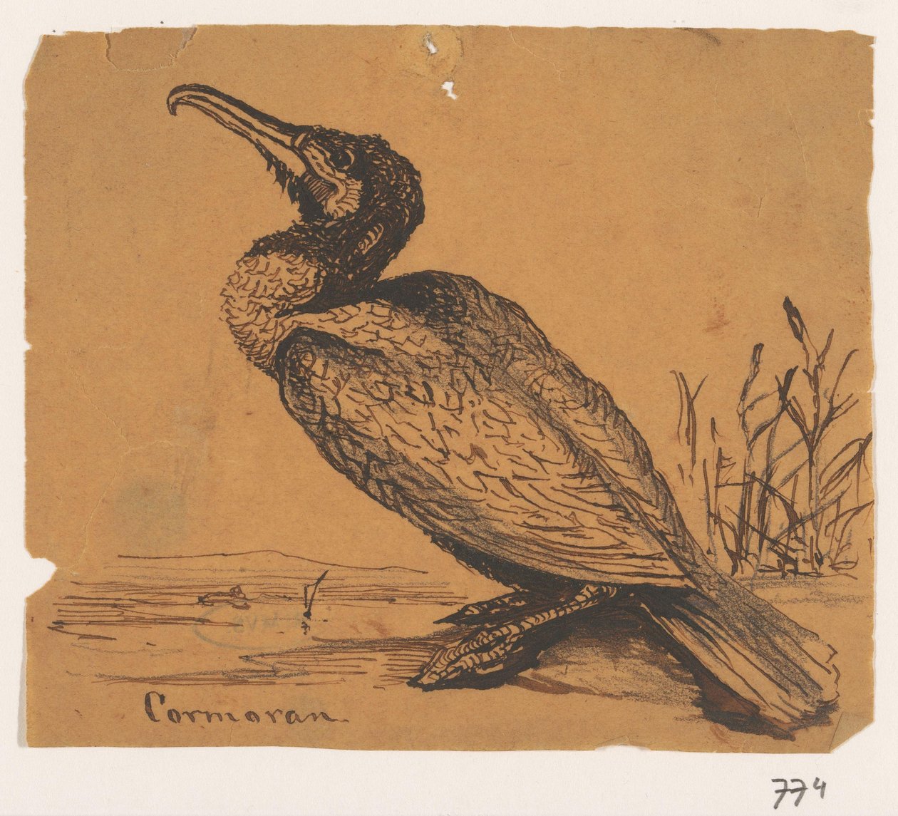 Cormorant by Johannes Tavenraat