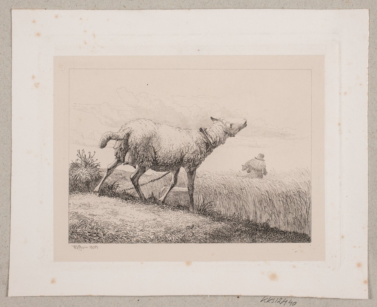A Bleating Sheep by Johannes Wilhelm Zillen
