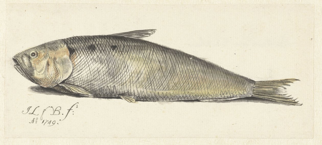 Fint by Johannes le Francq van Berkhey