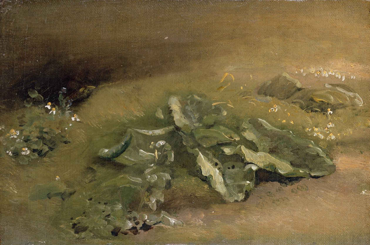 A Study of Burdock by John Constable