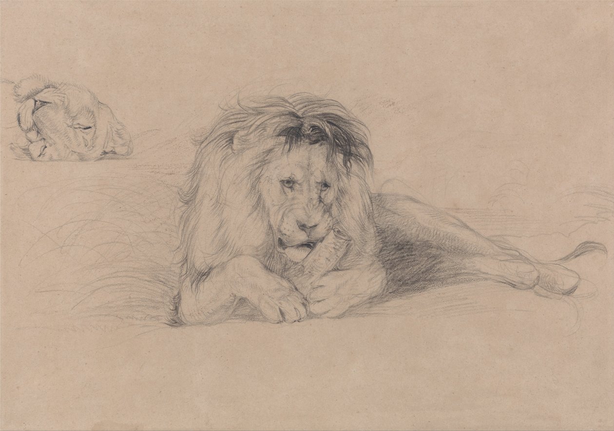Study of a Lion and Study of a Lioness Head by John Frederick Lewis