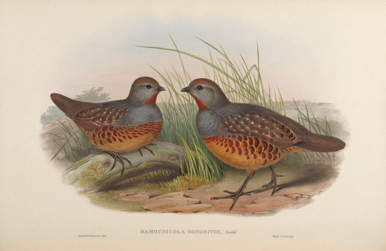 Bambusicola Sonorivox = Bambusicola Thoracicus Sonorivox by John Gould
