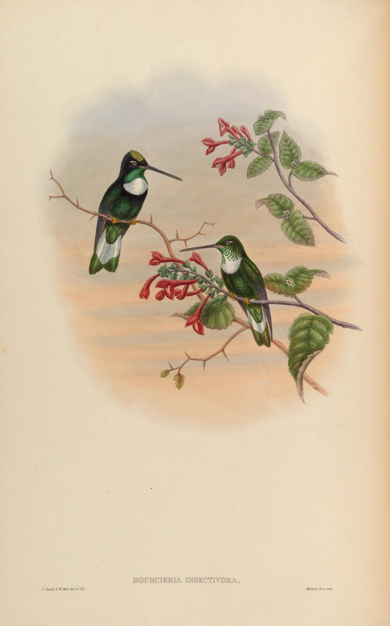 Bourcieria insectivora = Coeligena torquata insectivora by John Gould