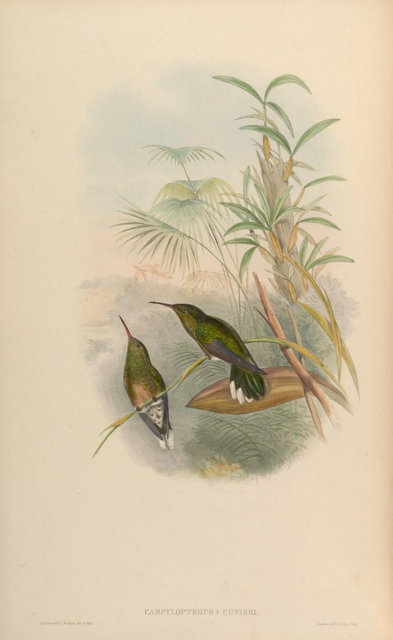 Phaeochroa cuvierii maculicauda by John Gould