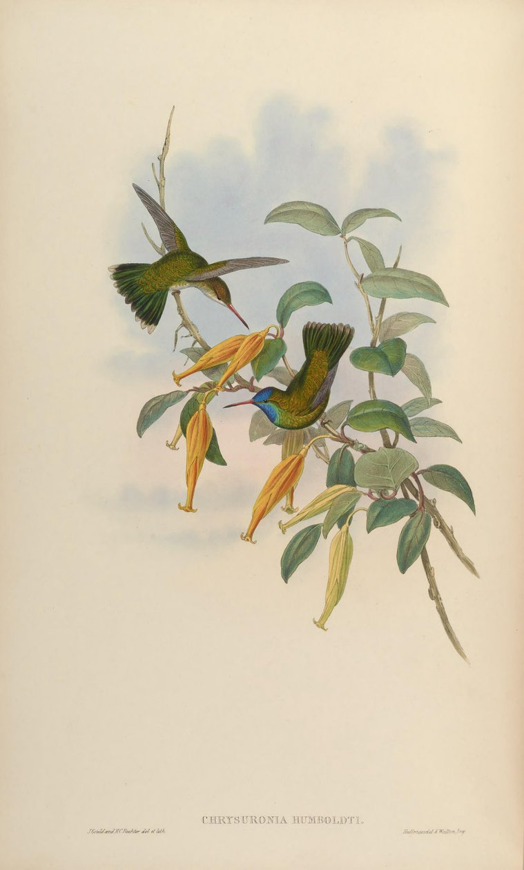Chrysuronia humboldti = Hylocharis humboldti by John Gould