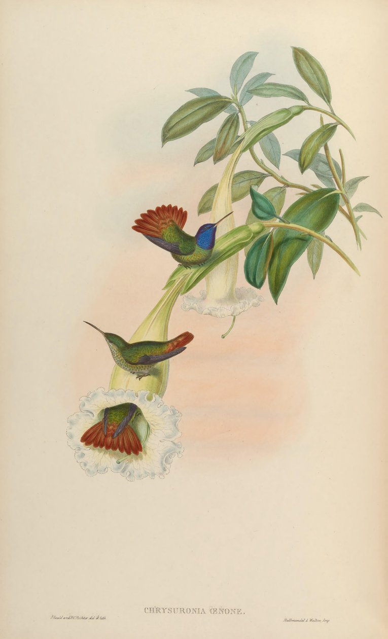 Chrysuronia oenone by John Gould