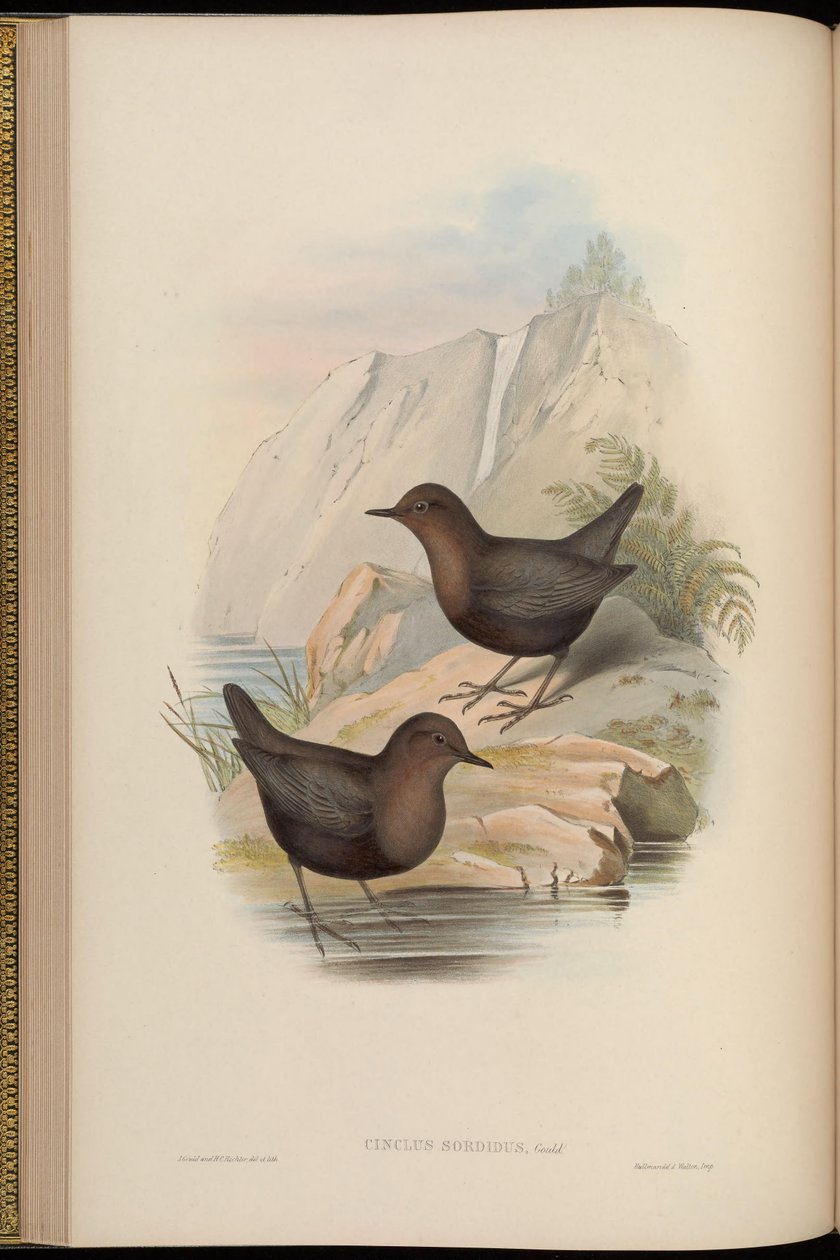 Cinclus Sordidus (Dark Morph of Cinclus Cinclus Cashmeriensis) by John Gould