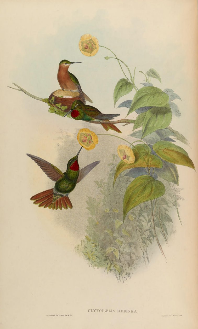 Clytolaema rubinea by John Gould