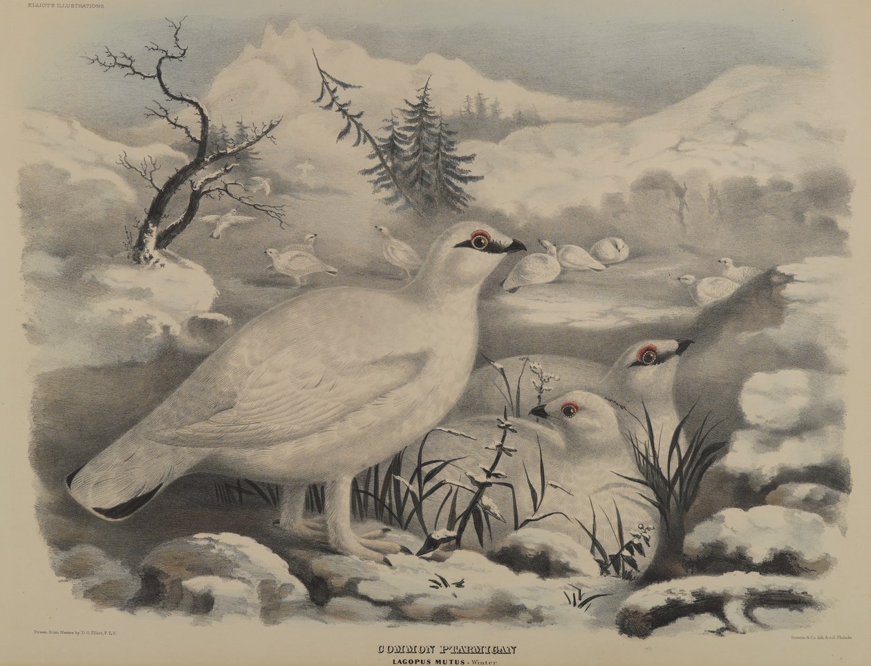Common Ptarmigan by John Gould