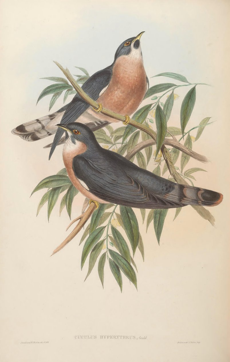 Cuculus hyperythrus by John Gould