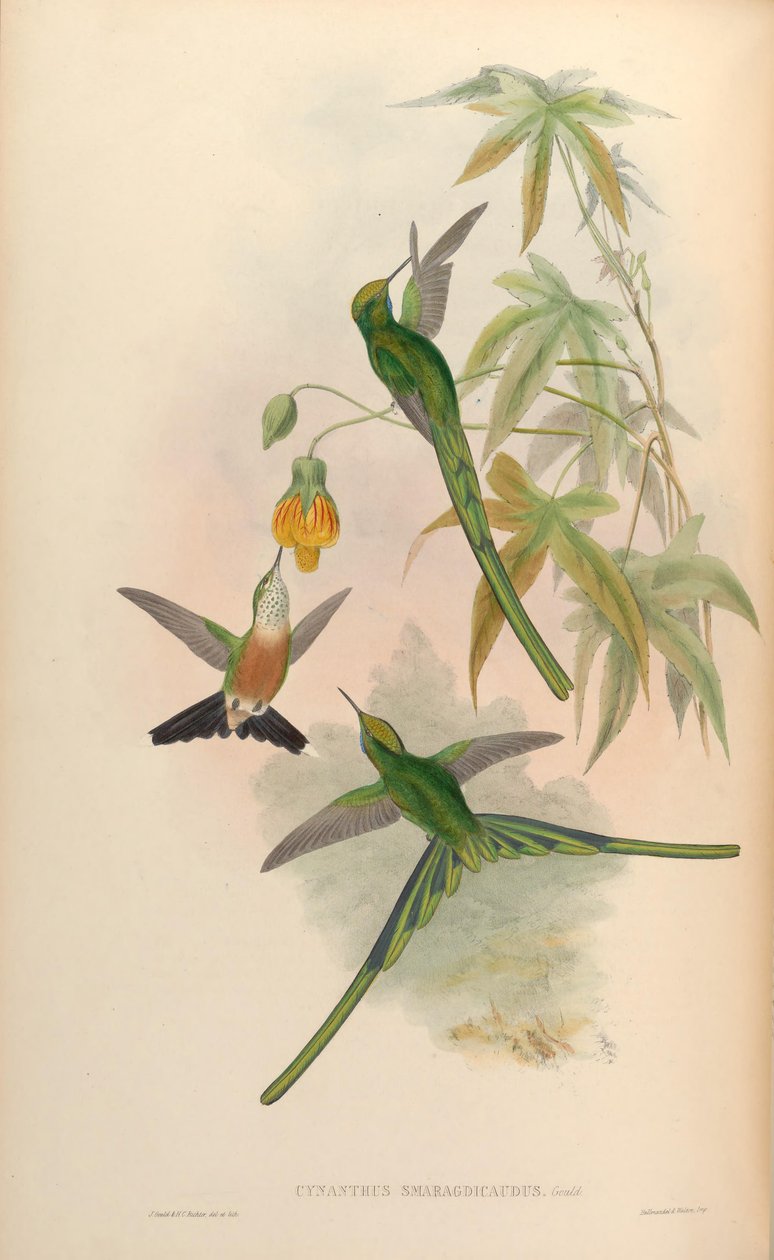 Cynanthus smaragdicaudus = Aglaiocercus kingi smaragdinus by John Gould