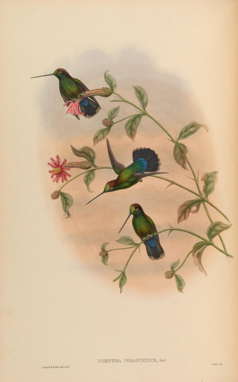 Dorifera veraguensis by John Gould
