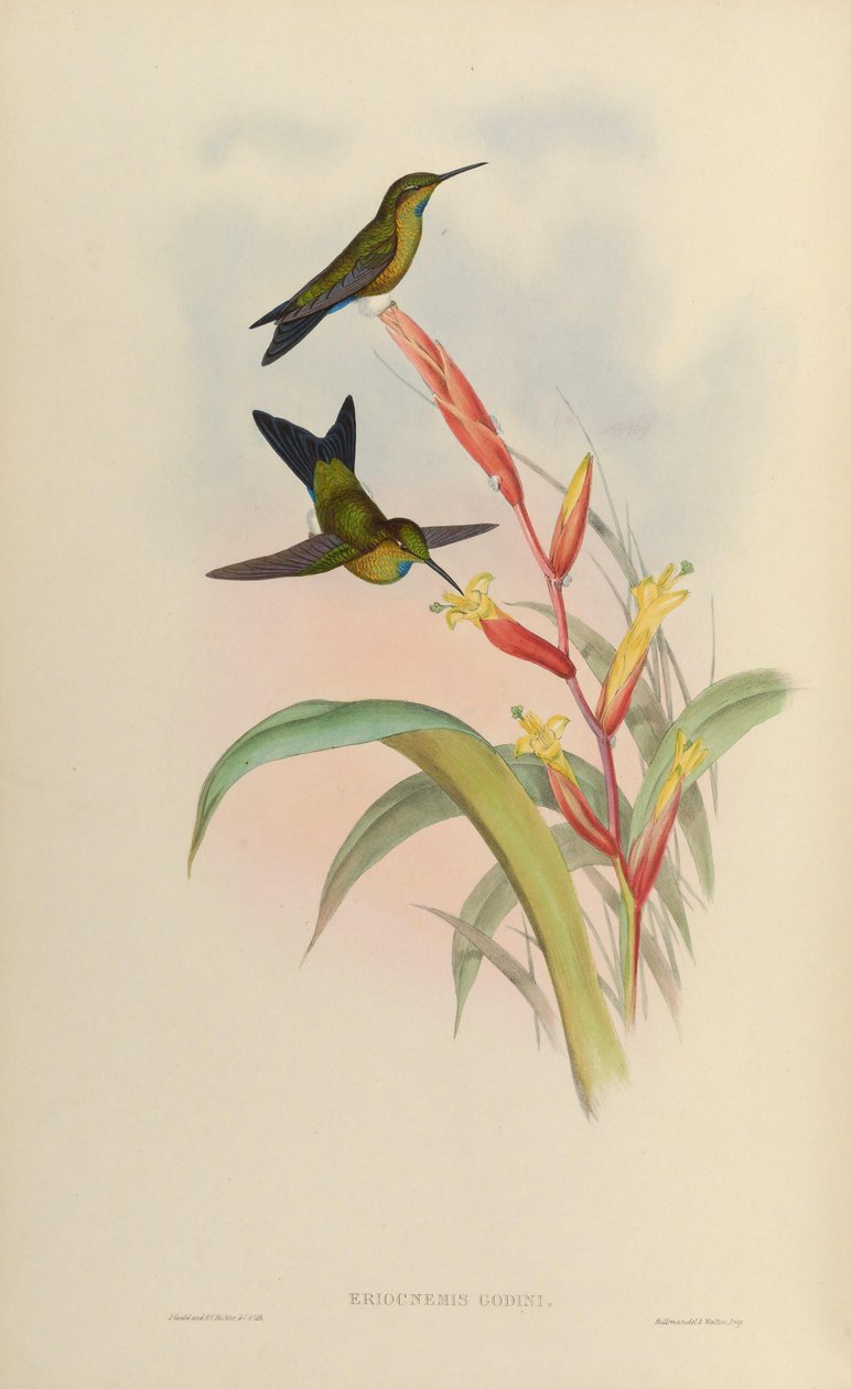 Eriocnemis godini by John Gould