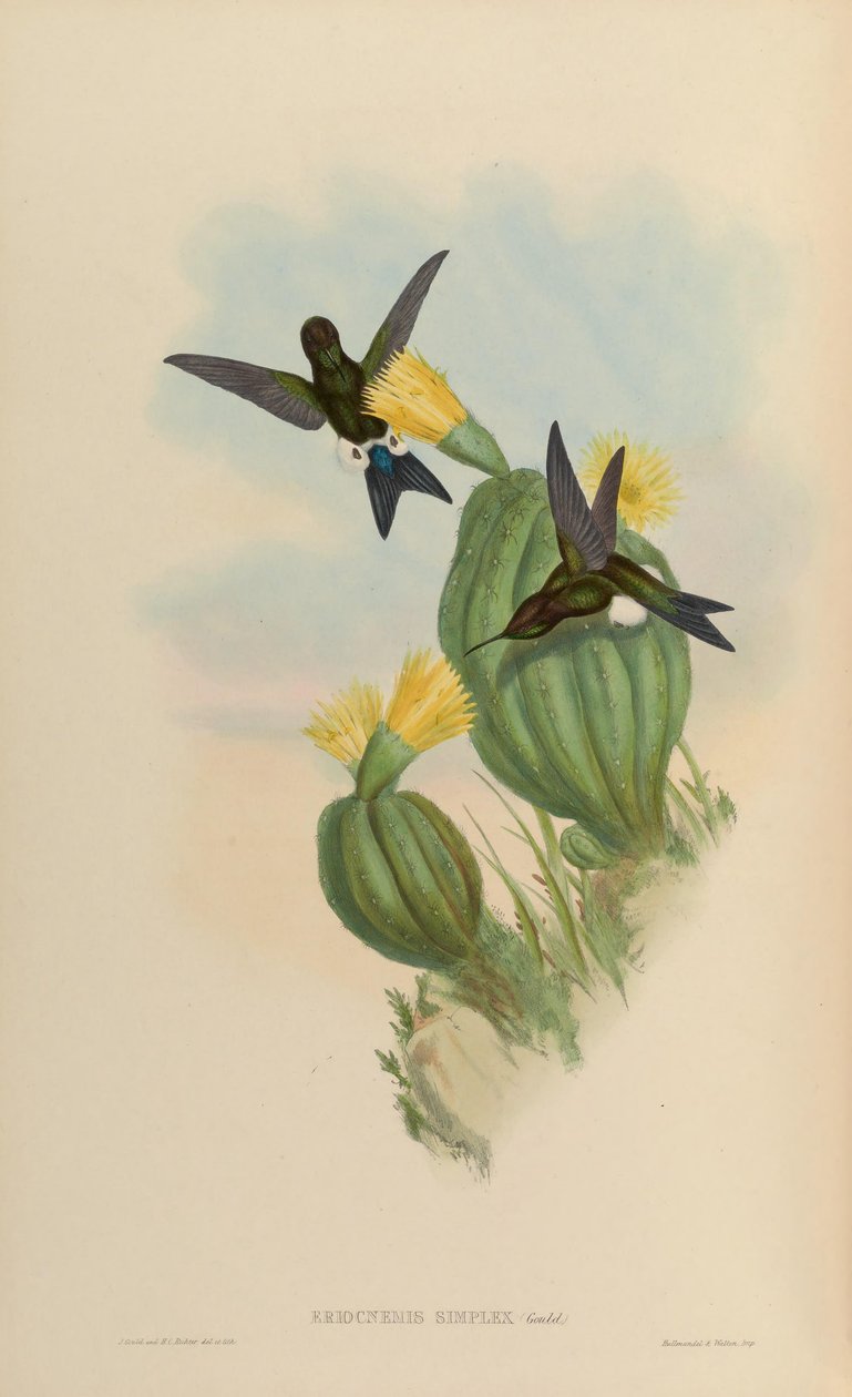 Eriocnemis simplex = Eriocnemis cupreoventris by John Gould