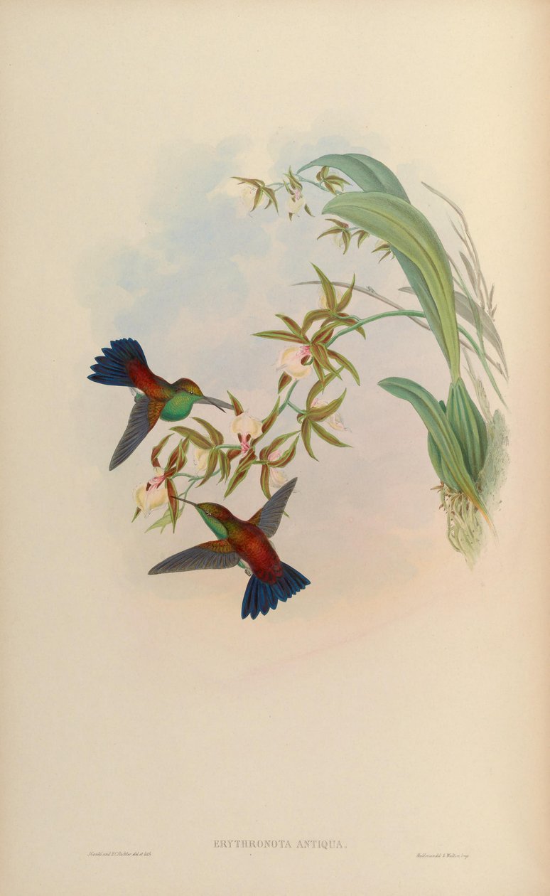 Amazilia tobaci erythronotos by John Gould