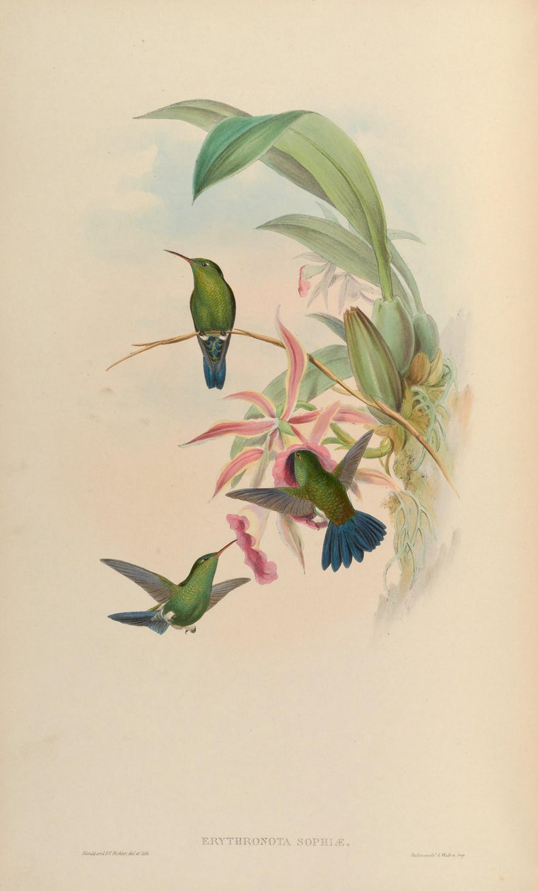 Amazilia saucerrottei saucerrottei by John Gould