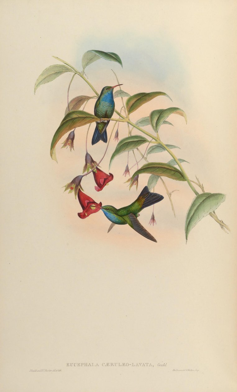 Eucephala caeruleolavata by John Gould