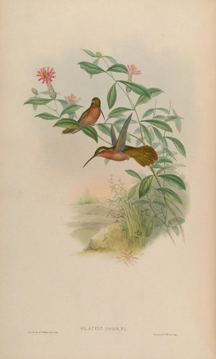 Glaucis dohrni = Glaucis dohrnii by John Gould