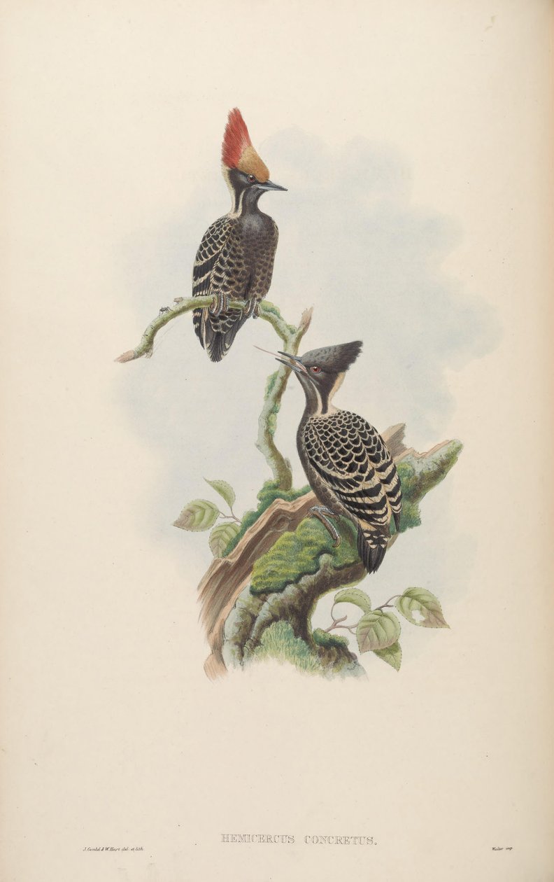 Hemicercus concretus by John Gould