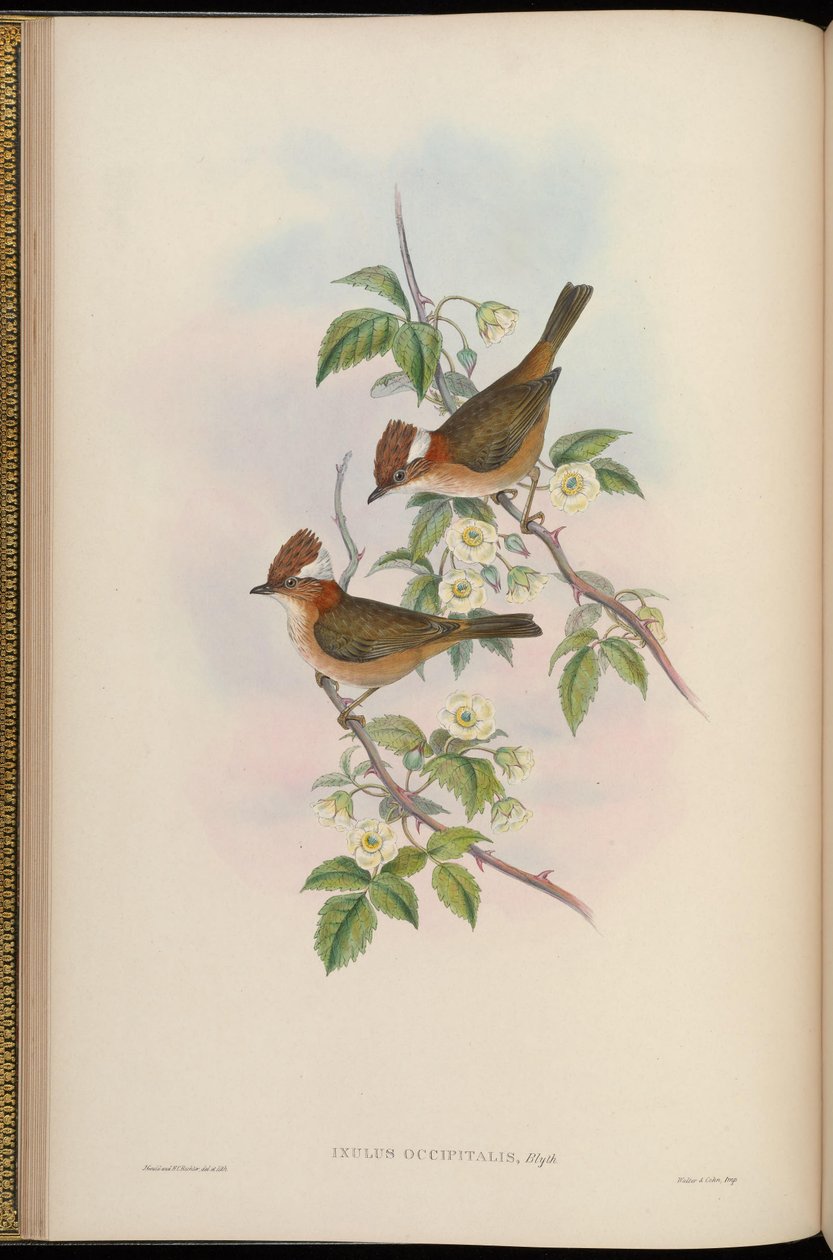 Ixulus occipitalis = Yuhina bakeri by John Gould