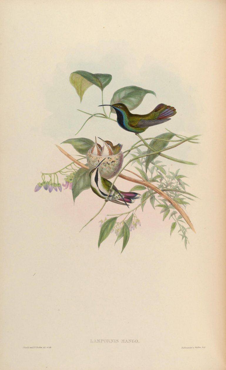 Lampornis mango = Anthracothorax nigricollis nigricollis by John Gould