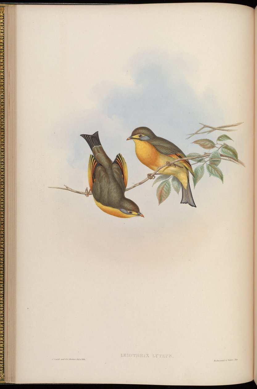 Leiothrix lutea by John Gould