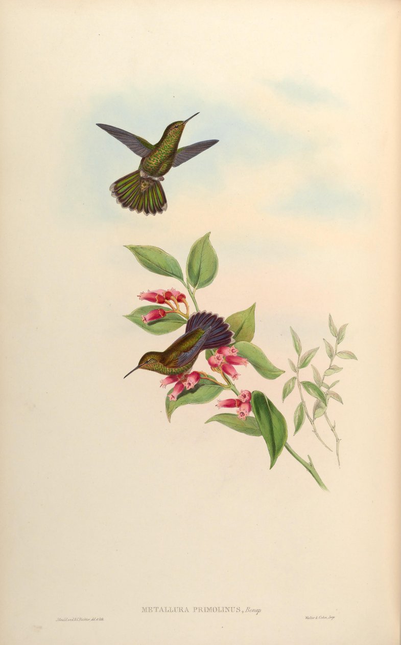 Metallura primolina by John Gould