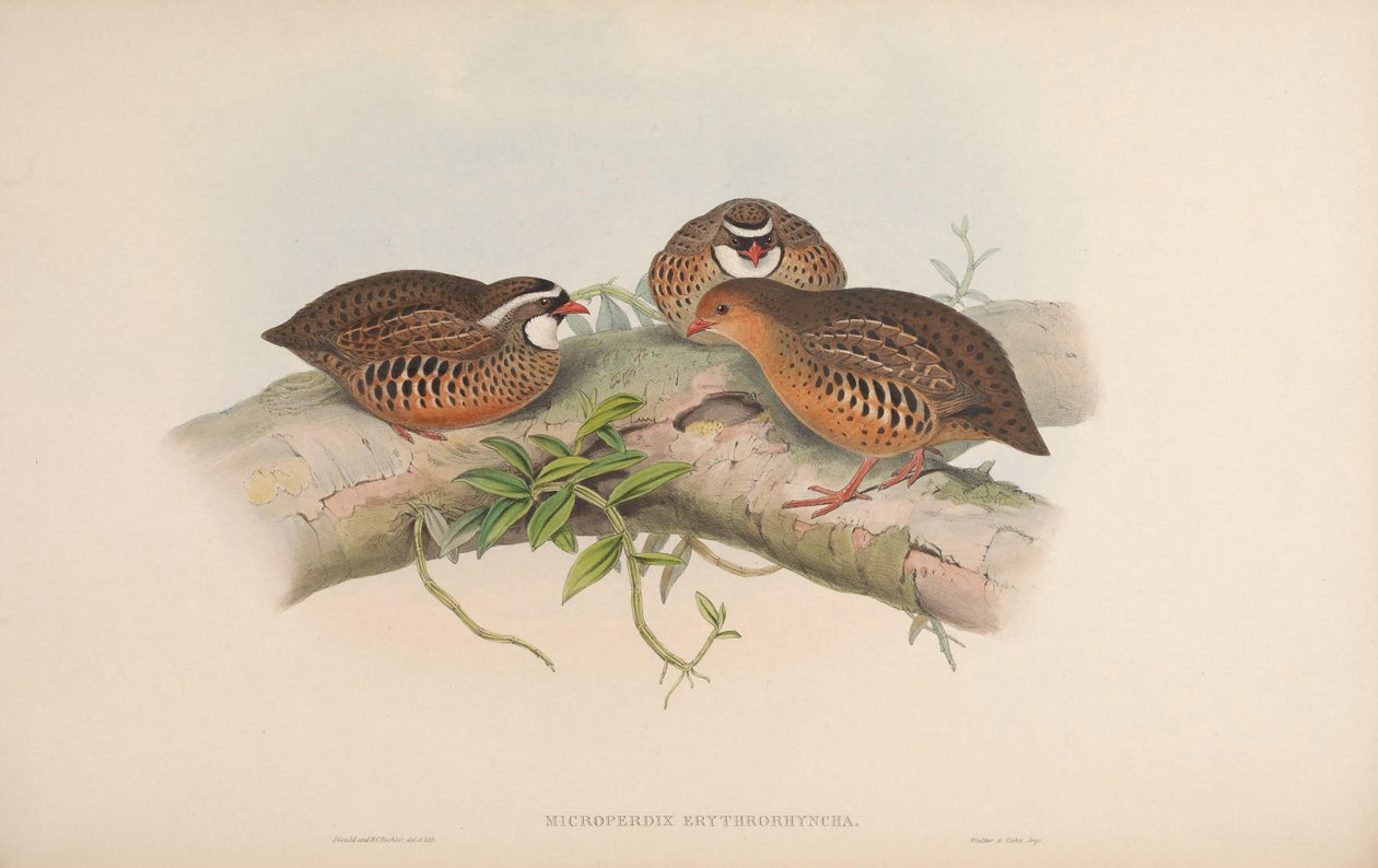 Painted Bush Quail by John Gould